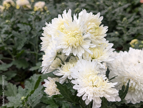 Close up of Chrysanthemum x grandiflorum flowers in a nursery garden  photo