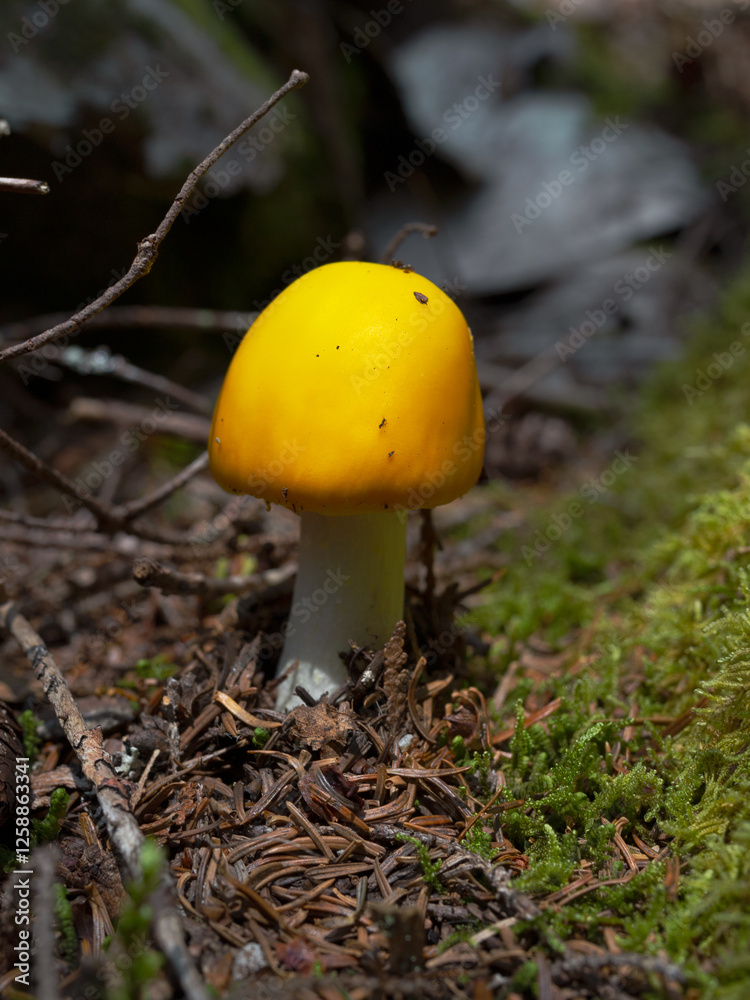 Mushroom Fungus Growing in Maine Woods Mushroom Fungus Growing in Maine Woods