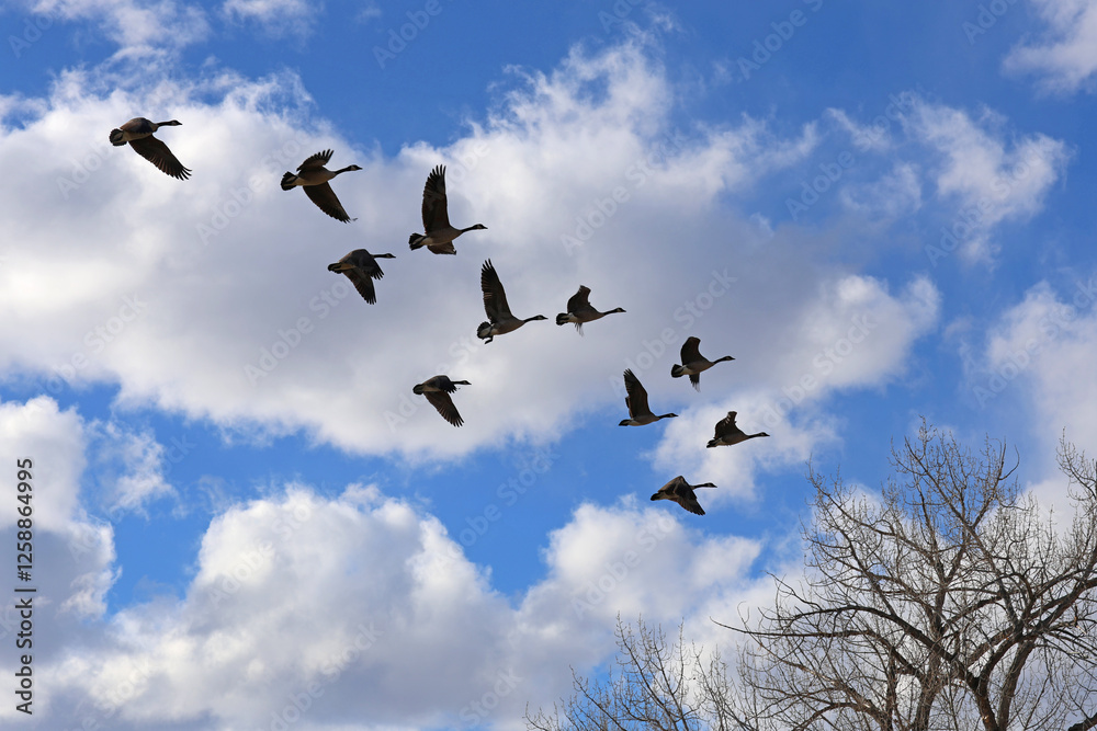 Fototapeta premium Geese in flight