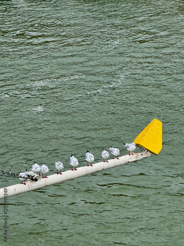 Nine white seagulls are perched on a big beam above water with a greenish hue, the birds are evenly spaced like balanced composition in Serbia