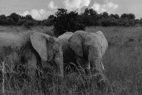 Photography elephant in the savannah