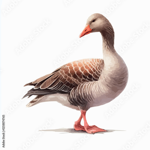 goose isolated on white background