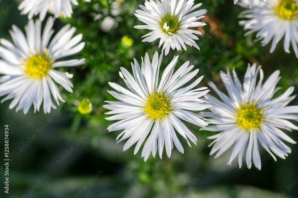 Aster Symphyotrichum ericoides, ericoides Aster flowers in bloom, white flowering plants, snow flurry flowers