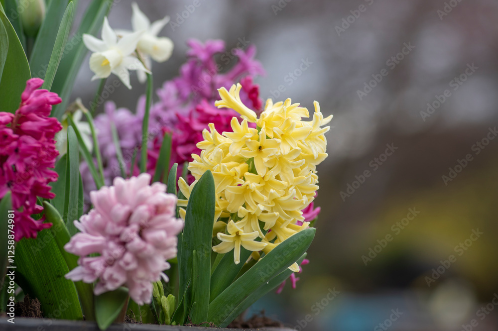 Hyacinthus orientalis ornamental beautiful springtime flowering plant, group of colorful bright flowers in bloom