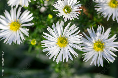 Obraz na płótnie Aster Symphyotrichum ericoides, ericoides Aster flowers in bloom, white flowering plants, snow flurry flowers w salonie