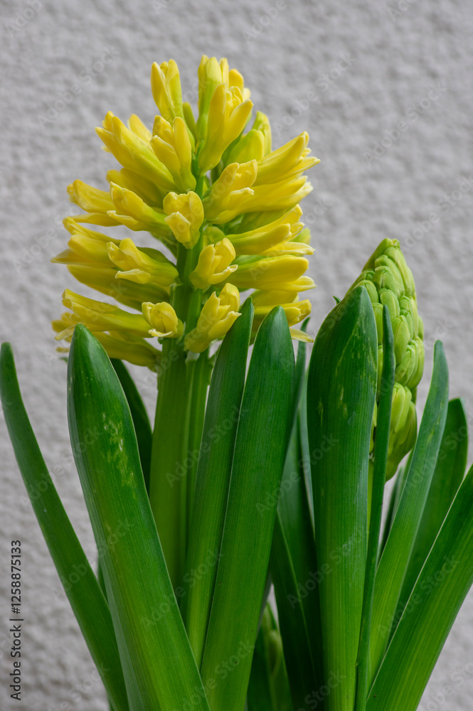 Hyacinthus orientalis ornamental beautiful springtime flowering plant, group of colorful bright flowers in bloom