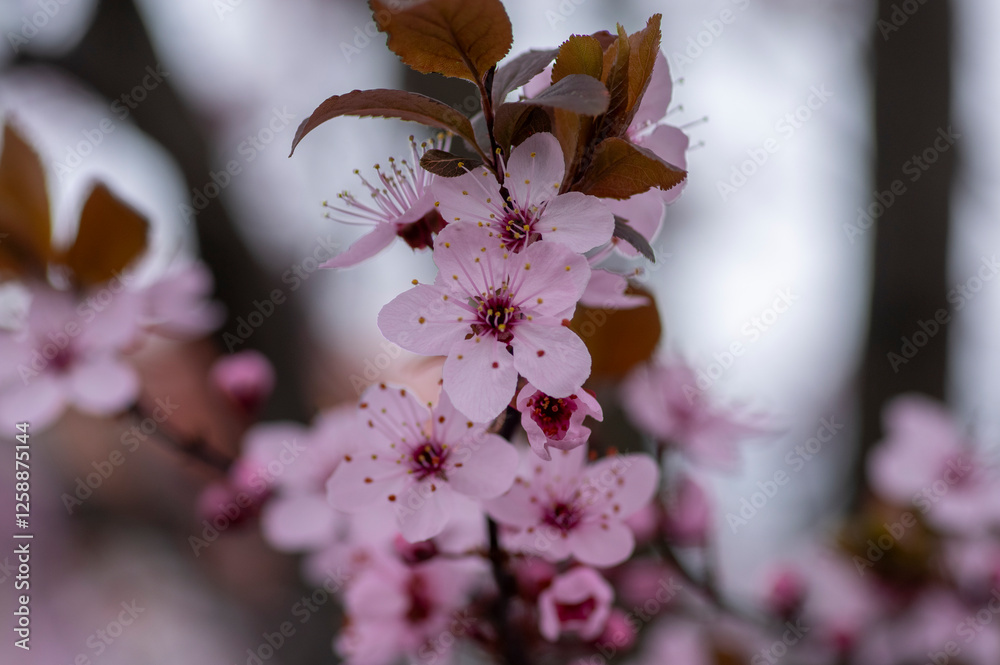 Canadian black plum Prunus nigra light pink flowers in bloom, beautiful flowering ornamental shrub with brown red leaves