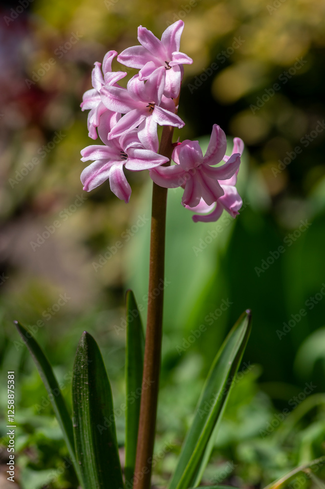 Hyacinthus orientalis ornamental beautiful springtime flowering plant, group of colorful bright flowers in bloom