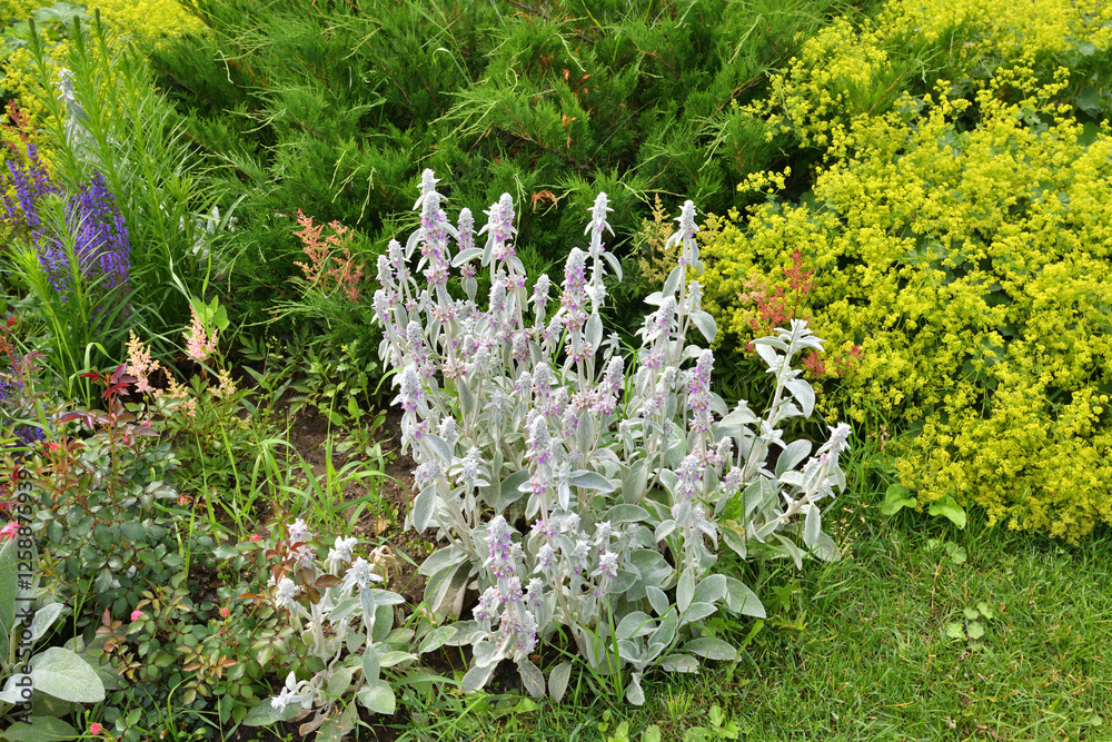 Obraz premium Landscape design with different wild plants