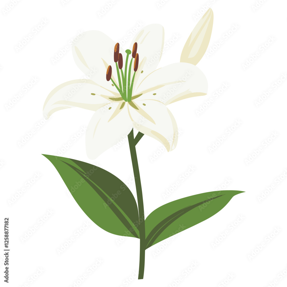 Fototapeta premium White lilly flower illustration lily art vector