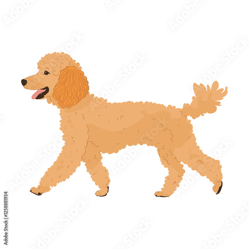 Poodle dog poodle illustration walking vector