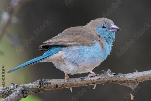 Braam Collins - Copyright