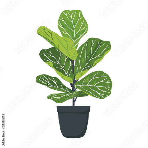 Potted fiddle leaf fig plant illustration potted vegetable vector