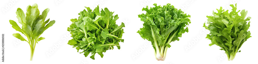 Fresh endive isolated on transparent background ,PNG, set of Fresh endive isolated on transparent background ,PNG, set of