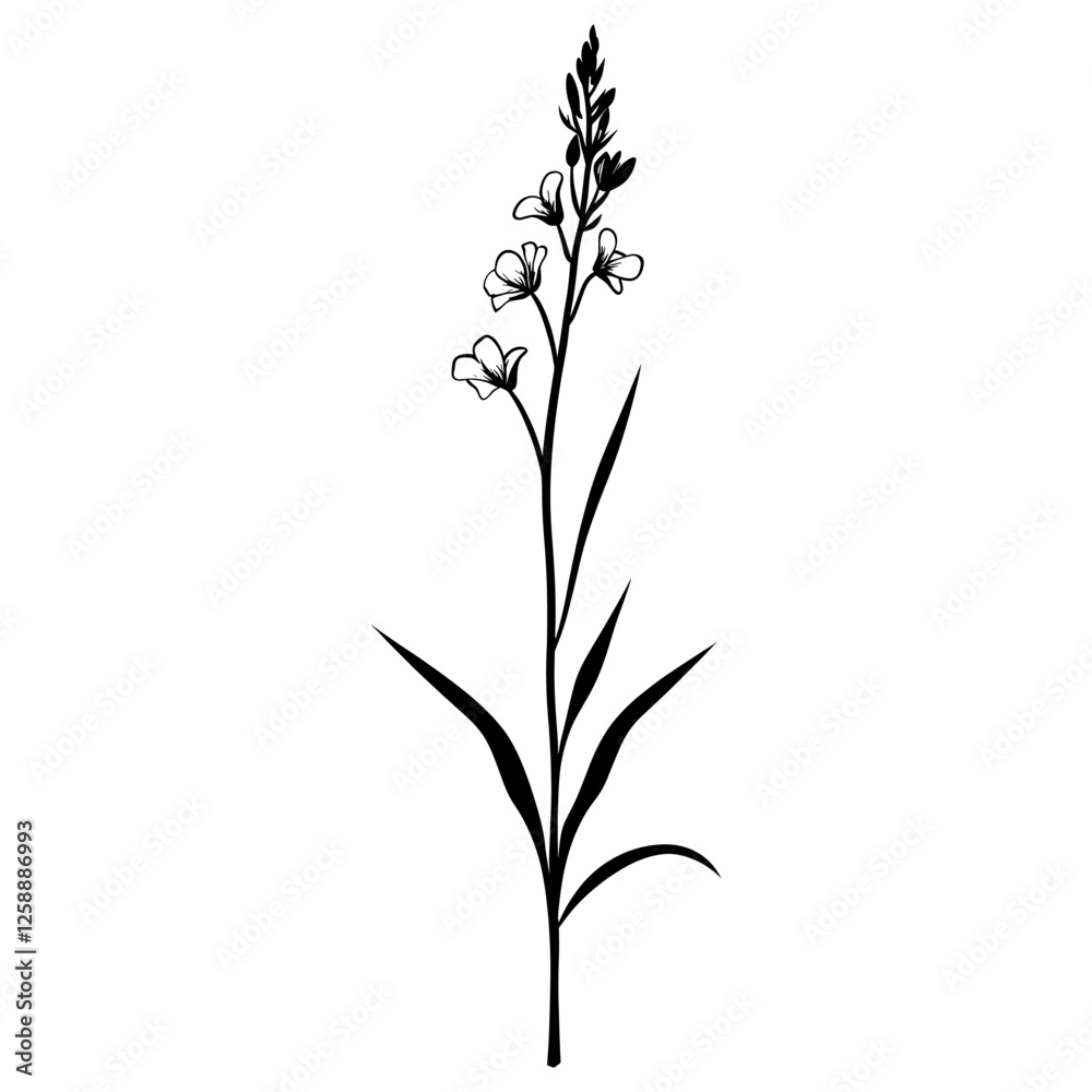 Wild flower Tuberose illustration minimalist drawing vector
