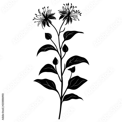 Wild flower Wild Bergamot illustration silhouette design vector