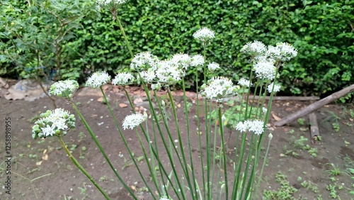 High-Quality Morning Photo of Blooming White Flower Allium Tuberosum During Rain  Fresh and Beautiful Nature Photography for Floral and Botanical Projects photo