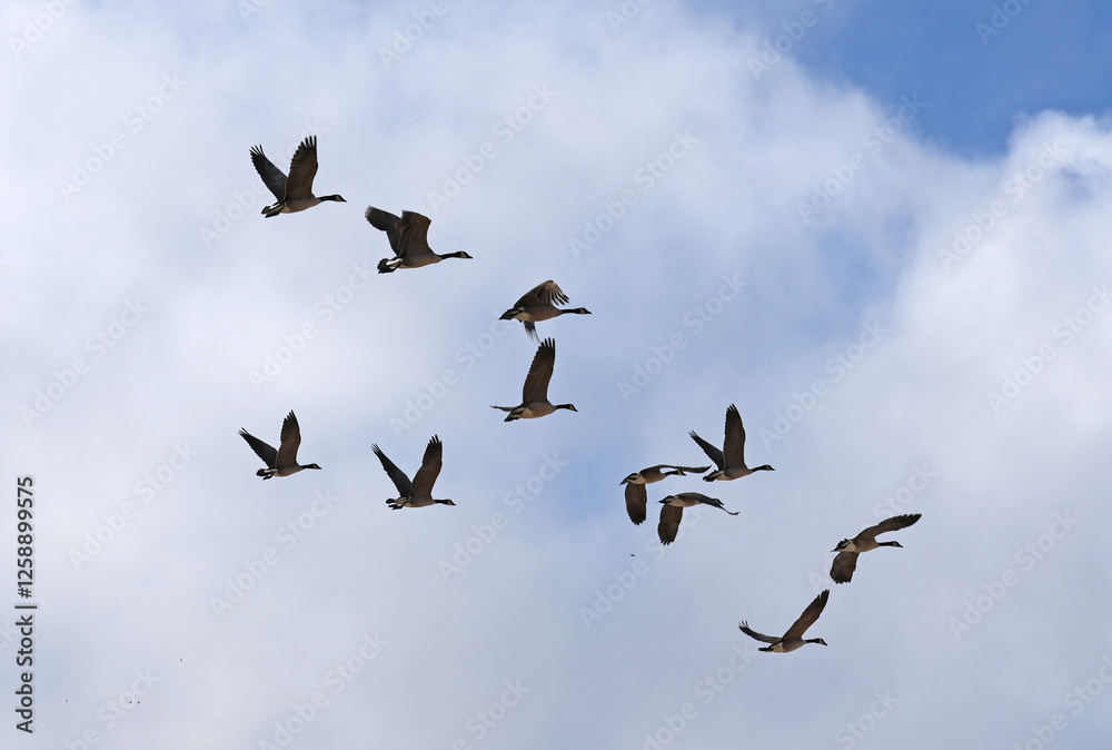 Geese in flight Geese in flight