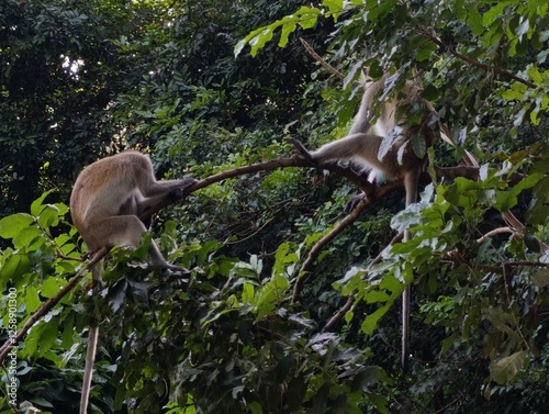 Curious Vervet Monkey in the Wild – Playful Primate of Africa
