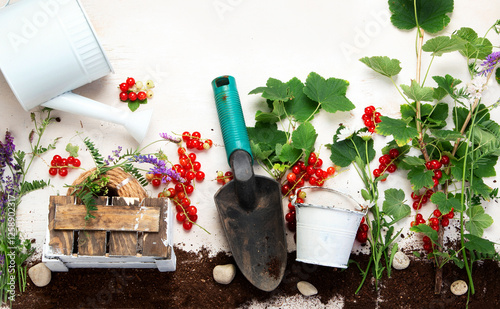 Red currant composition with garden tools on light background.
