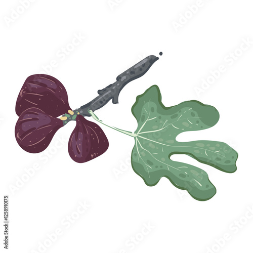 Fig on a branch with a green leaf. Southern exotic purple fruit on a twig. Vector illustration in a flat style, isolated on a white background.
