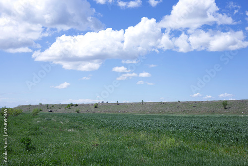 Fototapeta Naklejka Na Ścianę i Meble -  summer field under blue background