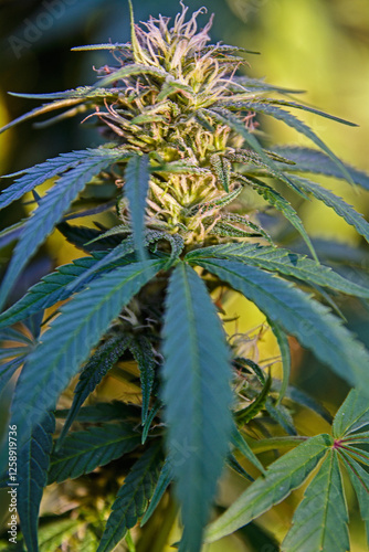cannabis blossoms