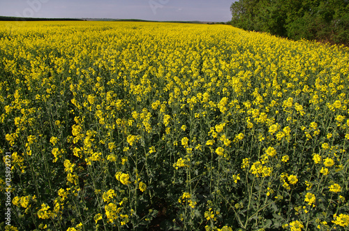blooming rapeseed (Brassica napus) close-up, field with bright yellow flowers...
