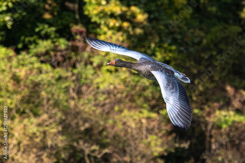 The flying greylag goose, Anser anser is a species of large goose photo