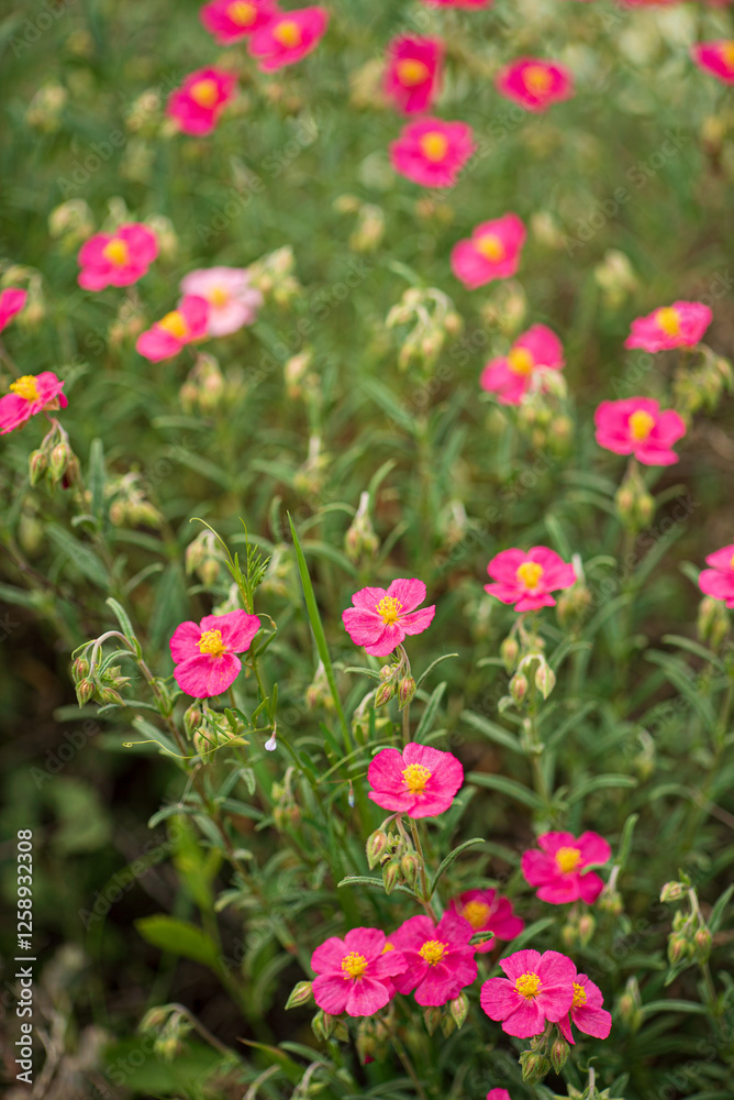 Vibrant Pink Flowers Blooming in a Lush Garden, Showcasing Nature's Beauty During the Warmth of Springtime. Vibrant Pink Flowers Blooming in a Lush Garden, Showcasing Nature's Beauty During the Warmth of Springtime.