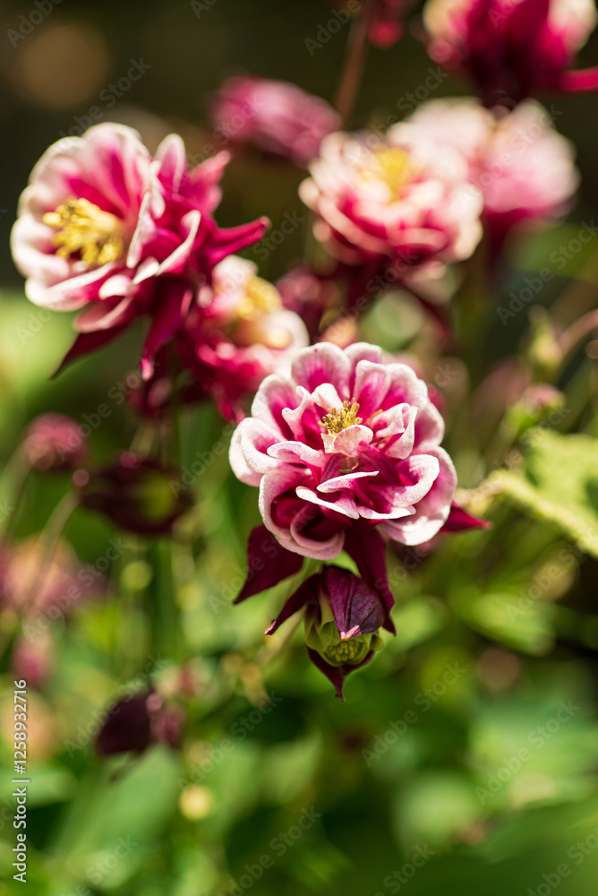 Obraz premium Vibrant Blooms Showcase Nature's Artistry in a Sunny Garden During the Warm Spring Afternoon, Inviting Bees and Butterflies to Enjoy Their Delicate Beauty.