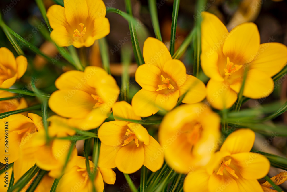 Obraz premium Vibrant Yellow Crocuses Bloom in a Sunlit Garden, Bringing Warmth and Beauty to the Early Spring Landscape With Their Delicate Petals and Lively Greenery.