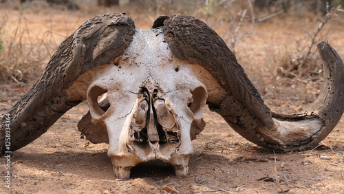 Dead buffalo skull