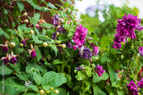 Vibrant Flowers Adorned With Raindrops Flourish in a Lush Garden, Showcasing Nature's Beauty During a Tranquil Afternoon in Spring. photo