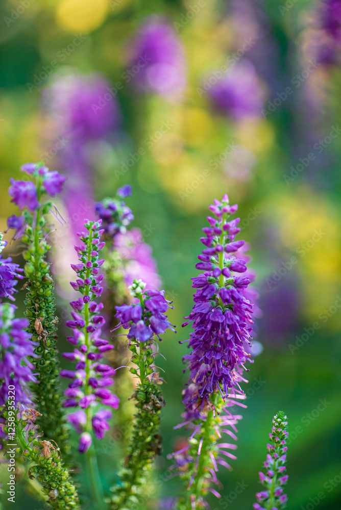 Naklejka premium Colorful Blossoms Dance in a Vibrant Summer Garden Filled With Shades of Purple and Green, Thriving Under the Warm Sun and Gentle Breeze.