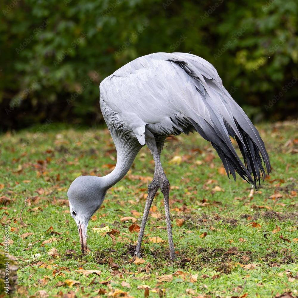 Naklejka premium The Blue Crane, Grus paradisea, is an endangered bird