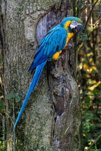 The Blue-and-yellow Macaw, Ara ararauna is a large South American parrot