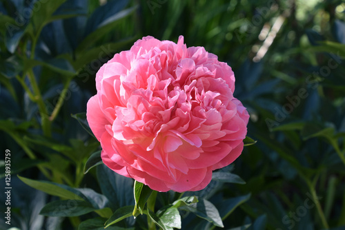 Fototapeta Naklejka Na Ścianę i Meble -  Up Close With a Flowering Pink Peony