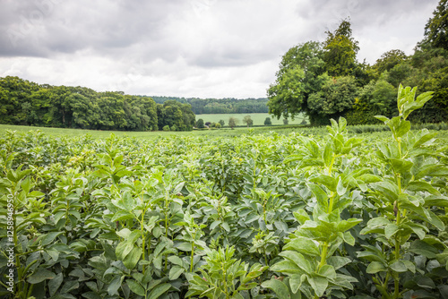 Broad bean plants, crops growing in a field, Buckinghamshire, UK