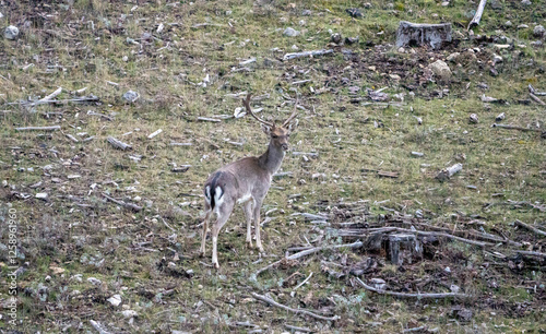 Fallow deer (Dama dama) photographed in Spain photo