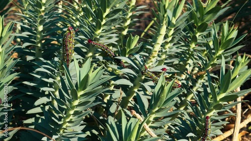 Big caterpillar eat green leave