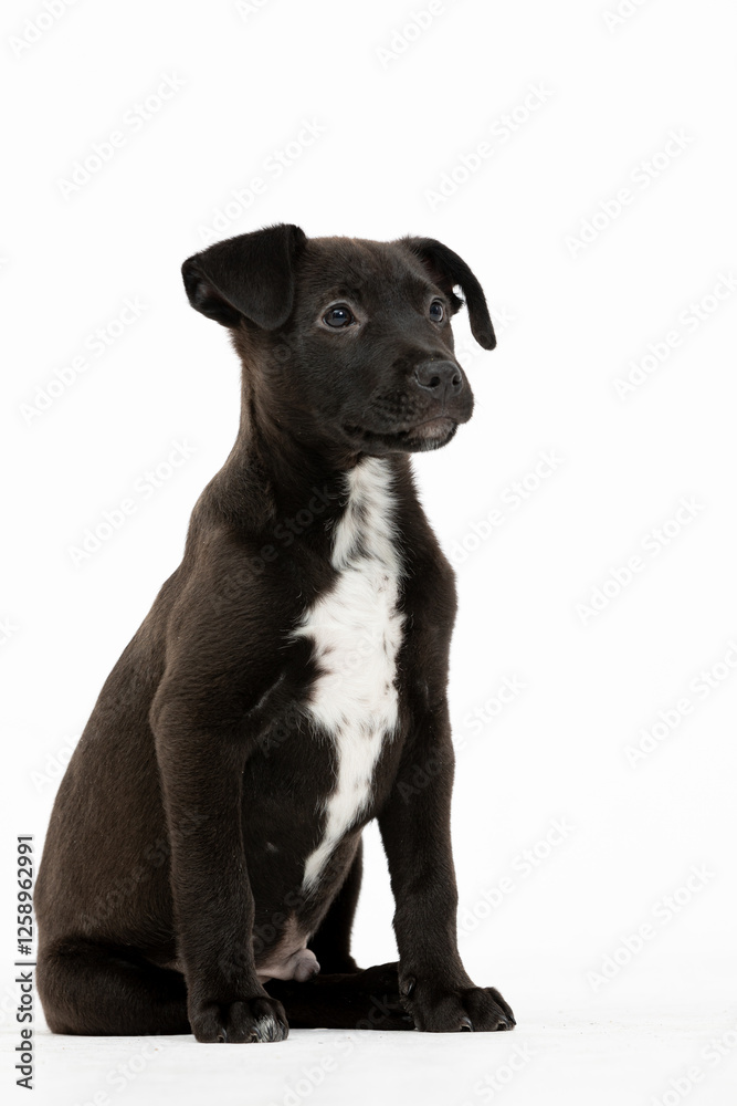 An Adorable Black Puppy Featuring a Cute White Spot on Its Chest that Captivates Hearts An Adorable Black Puppy Featuring a Cute White Spot on Its Chest that Captivates Hearts