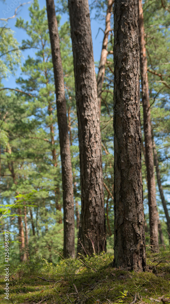 Pnie sosnowe w lesie