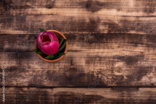 one pink tulip on wooden background