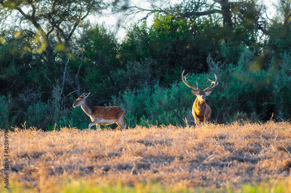 Red deer, Male roaring in La Pampa, Argentina, Parque Luro, Nature Reserve Red deer, Male roaring in La Pampa, Argentina, Parque Luro, Nature Reserve