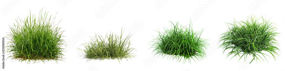 Obraz premium Patch of grass isolated on transparent background ,PNG, set of