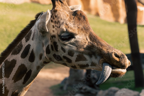 portrait of a giraffe