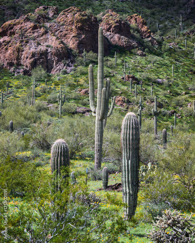 Iconic Saguaro Cactus Shines at Picacho Peak  Park Near Phoenix, Arizona photo