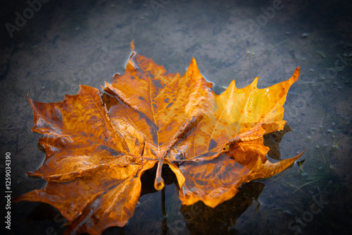 yellow maple leaf