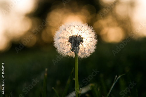 dandelion at sunset